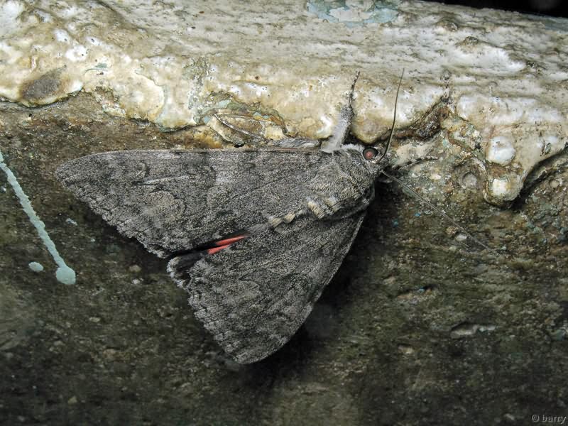 Catocala nupta (Linnaeus, 1767)